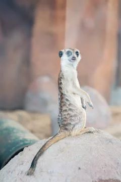 Meerkat Stock Photos