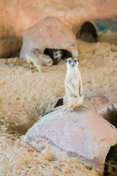 Meerkat Stock Photos