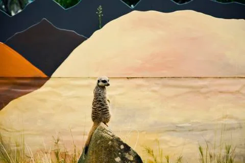 Meerkat Stock Photos