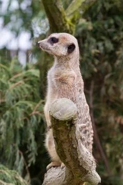Meerkat Stock Photos