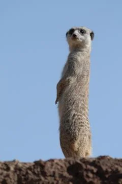 Meerkat Stock Photos