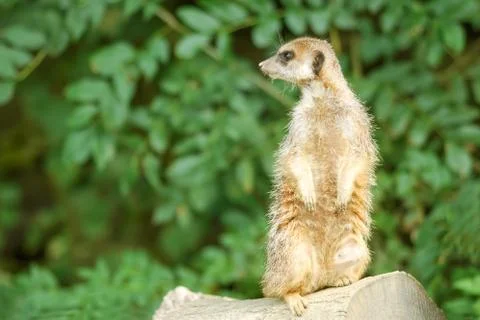 Meerkat Stock Photos