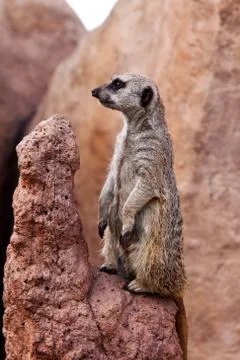 Meerkat Stock Photos