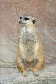 Meerkat Stock Photos