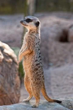 Meerkat Foto stock