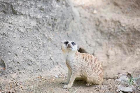 Meerkat Stock Photos