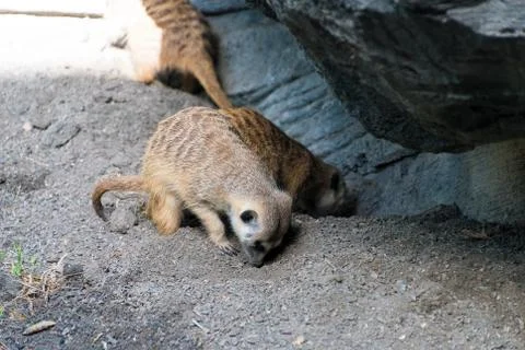 Meerkat Stock Photos