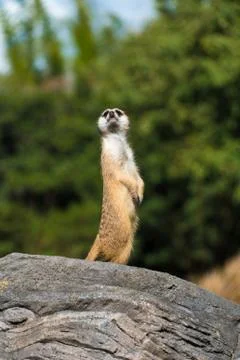 Meerkat Stock Photos