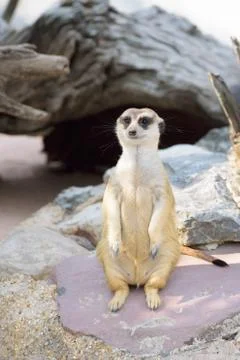 Meerkat Stock Photos