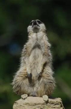 Meerkat Stock Photos