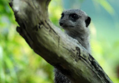 Meerkat Stock Photos