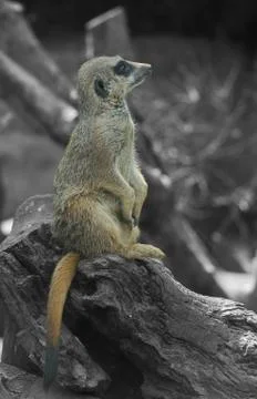 Meerkat Stock Photos