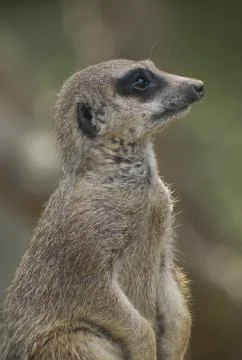 Meerkat Stock Photos