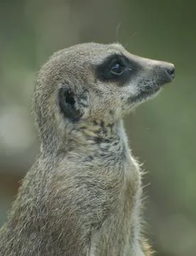 Meerkat Stock Photos