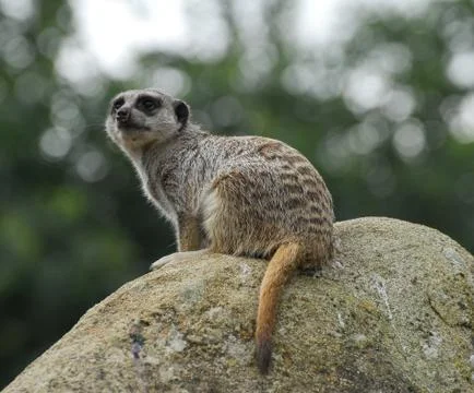 Meerkat Stock Photos