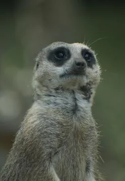 Meerkat Stock Photos