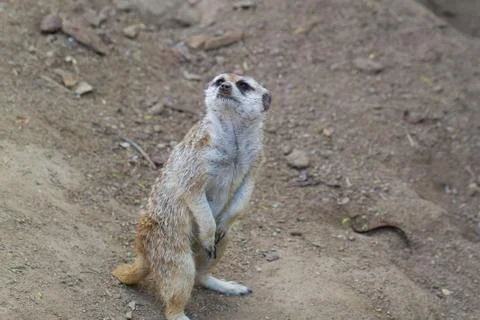 Meerkat Stock Photos