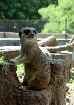 Meerkat Stock Photos