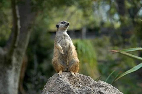 Meerkat Foto stock