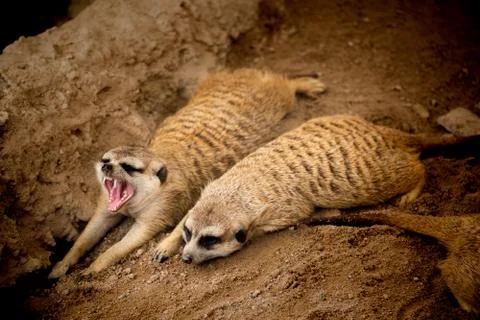 Meerkat Stock Photos