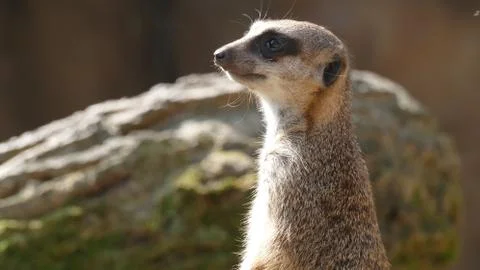 A meerkat. Stock Photos