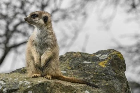 Meerkat Stock Photos