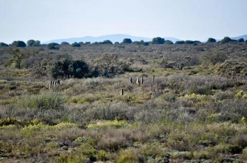 Meerkat Stock Photos