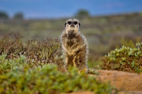 Meerkat Stock Photos