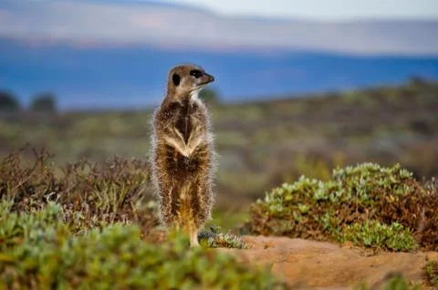 Meerkat Stock Photos