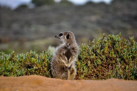 Meerkat Stock Photos