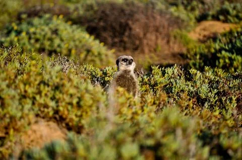 Meerkat Stock Photos