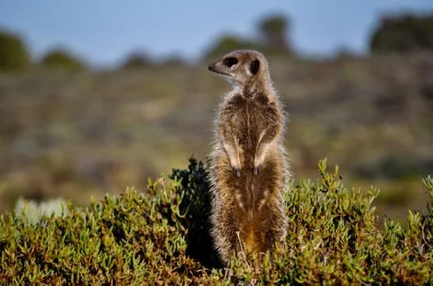 Meerkat Stock Photos