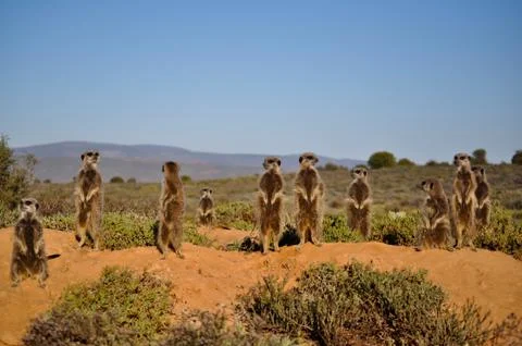 Meerkat Stock Photos