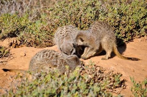 Meerkat Stock Photos