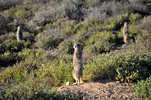 Meerkat Stock Photos