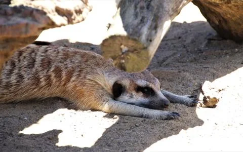 Meerkat Stock Photos