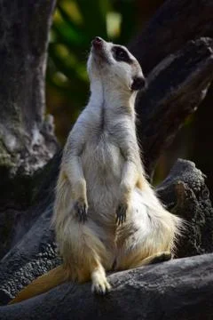 Meerkat Stock Photos
