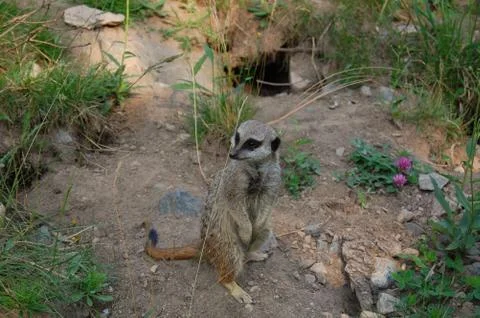 Meerkat Stock Photos