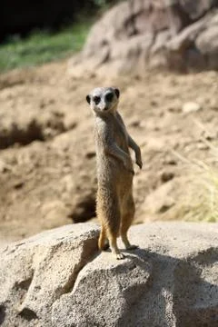 Meerkat Stock Photos
