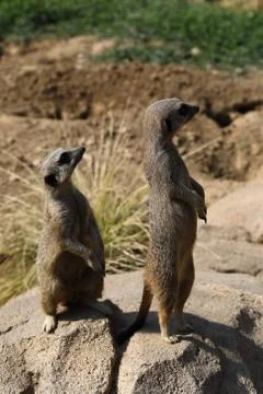 Meerkat Stock Photos