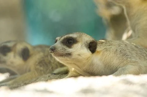Meerkat Stock Photos