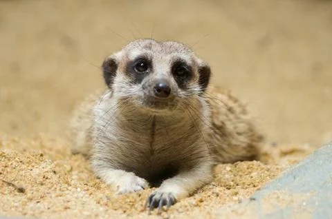 Meerkat Stock Photos