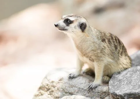 Meerkat Stock Photos