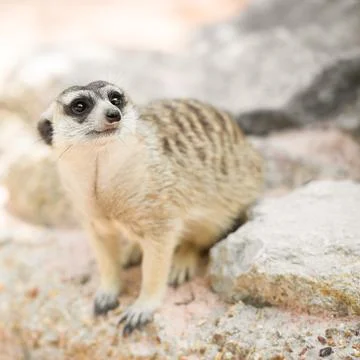 Meerkat Stock Photos