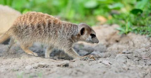 Meerkat 写真素材