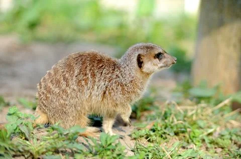 Meerkat Stock Photos
