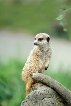 Meerkat Stock-Fotos