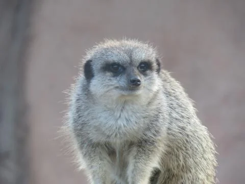 Meerkat Stock Photos