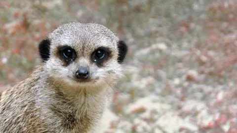 Meerkat Stock Photos