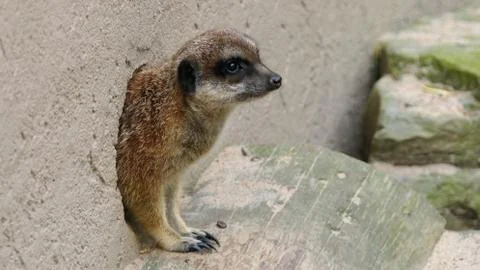 Meerkat Stock Photos
